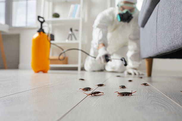 Commercial Kitchen Cockroach Control in Georgetown